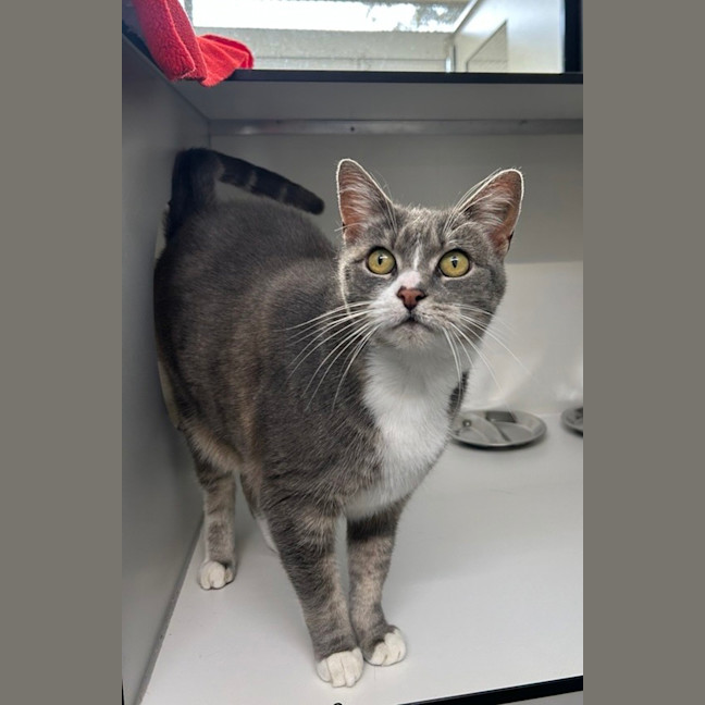 Photo of Zephyr (Bonded To Billie)
