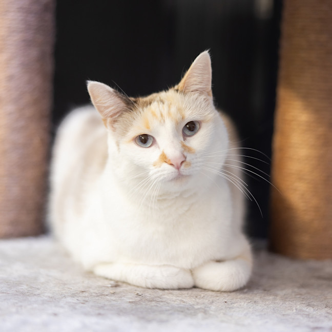 Photo of Aurora