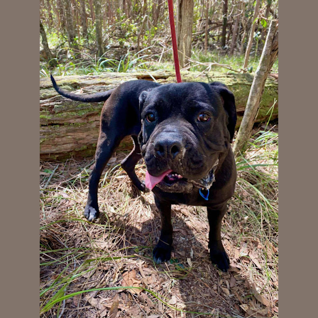 Photo of Julie *$350 Adoption Fee*