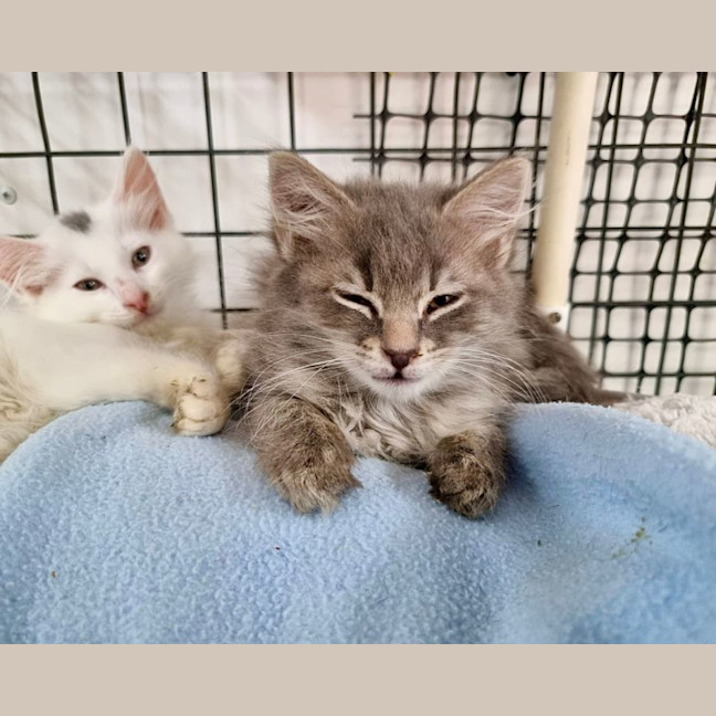 Photo of Bennie & The Jets