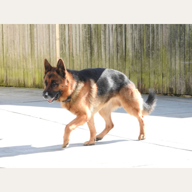 Photo of Max   4 Year Old