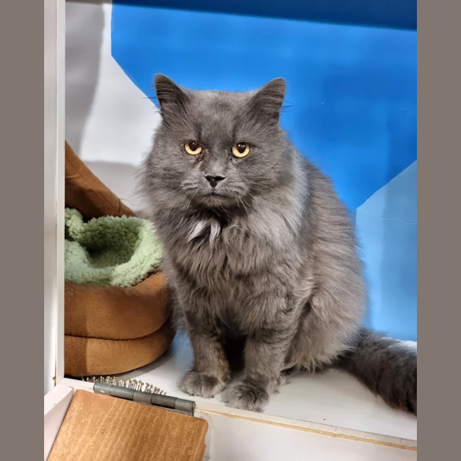 Photo of Mochi