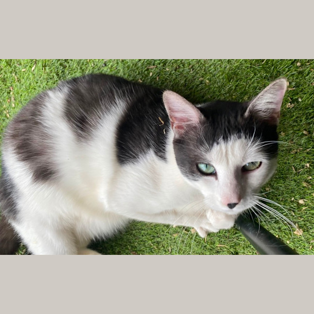 Photo of Neo