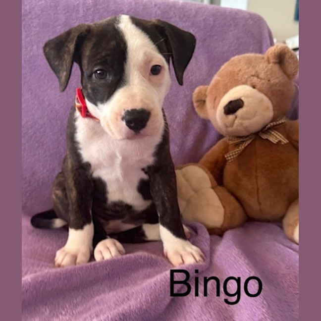 Photo of Bingo