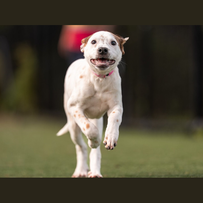 Photo of Dolly Imp 1123