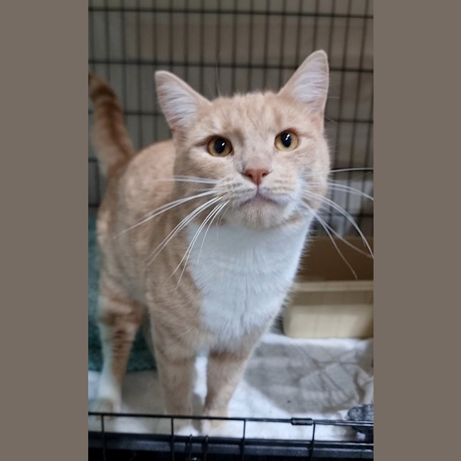 Photo of Cookie