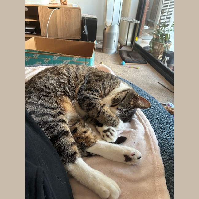 Photo of Louie