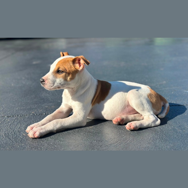 Photo of Harry 💙🐶