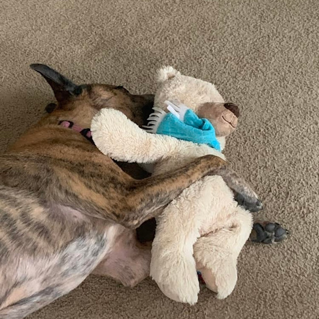 Photo of Stella   Assisted Rehome 💫