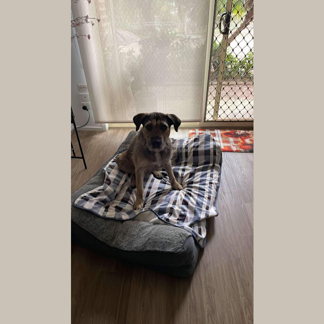 Photo of Oscar   4 Year Old Wolfhound X