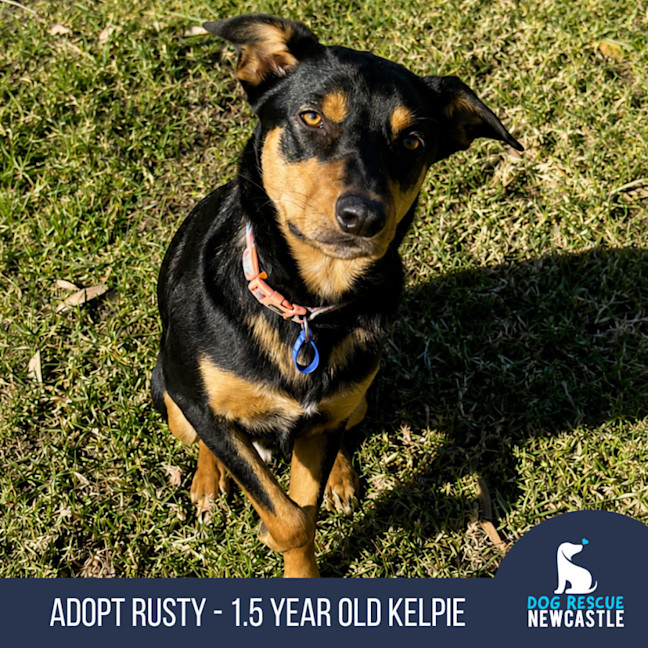 Photo of Rusty   1.5 Year Old Kelpie