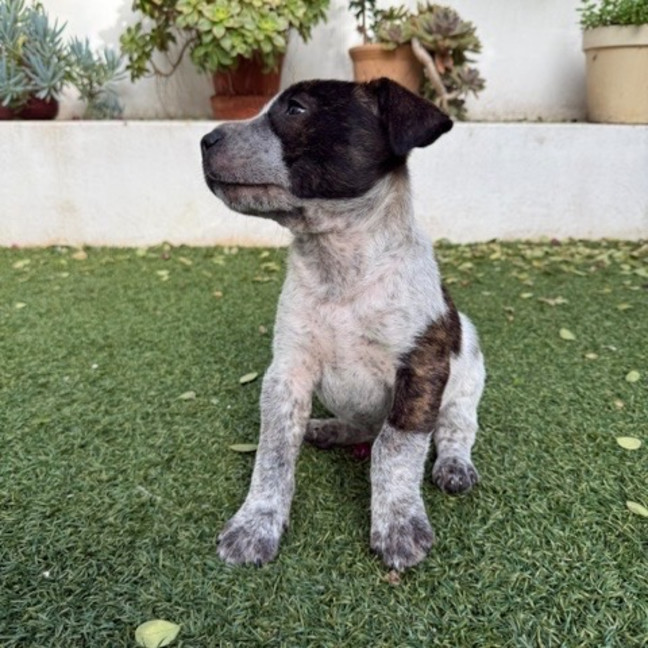Photo of Bella