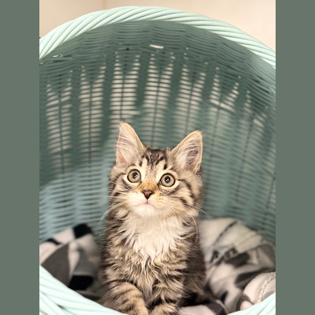 Photo of Jinx