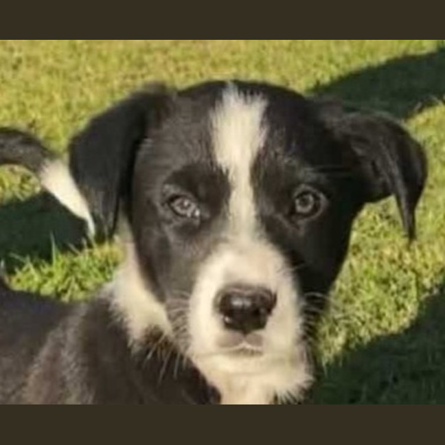 Photo of Nugget ~ 8 Week Old, Border Collie X Puppy, Male
