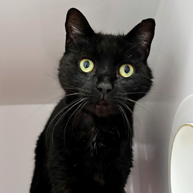 Photo of Shadow Sta014970