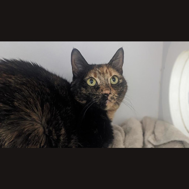 Photo of Cappuccino