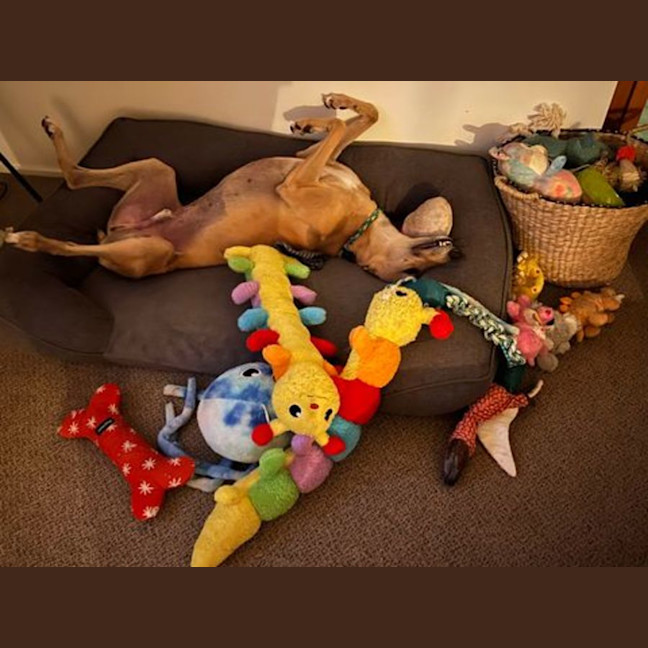 Photo of Bob, The Greyhound