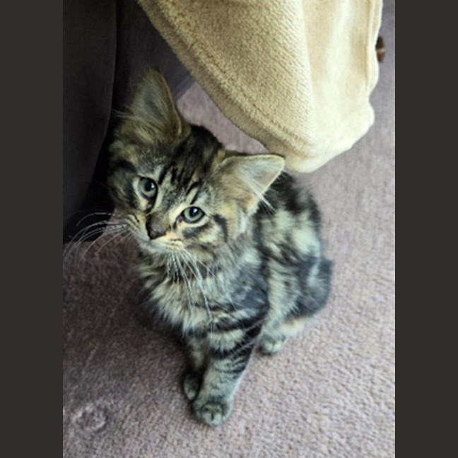 Photo of Bruno Meet Me At Petstock Hastings 