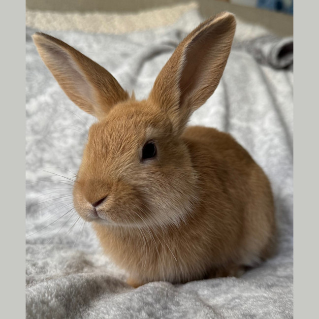 Photo of Corn (Bonded To Bean)