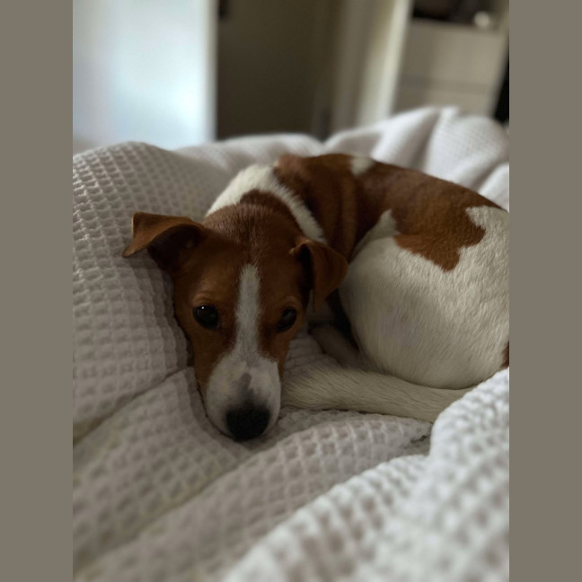 Photo of Ziggy   4 Year Old Jack Russell