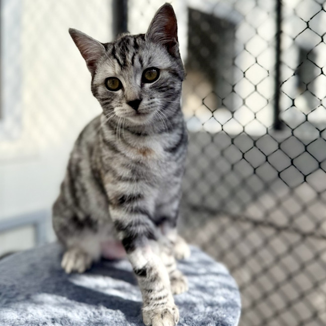 Photo of Silver Fern