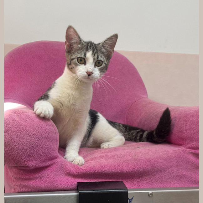 Photo of Amity (9967)