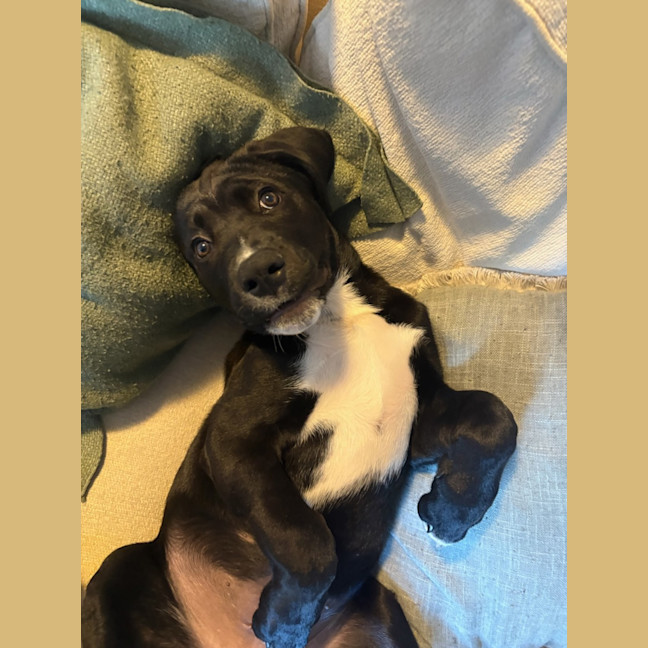Photo of Trigger