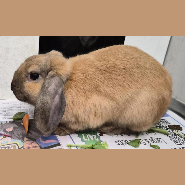 Photo of Caramello (Bonded With Mars)