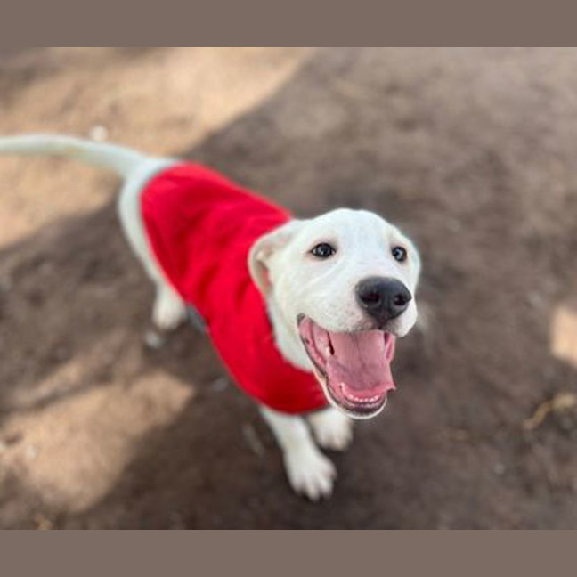 Photo of Apollo