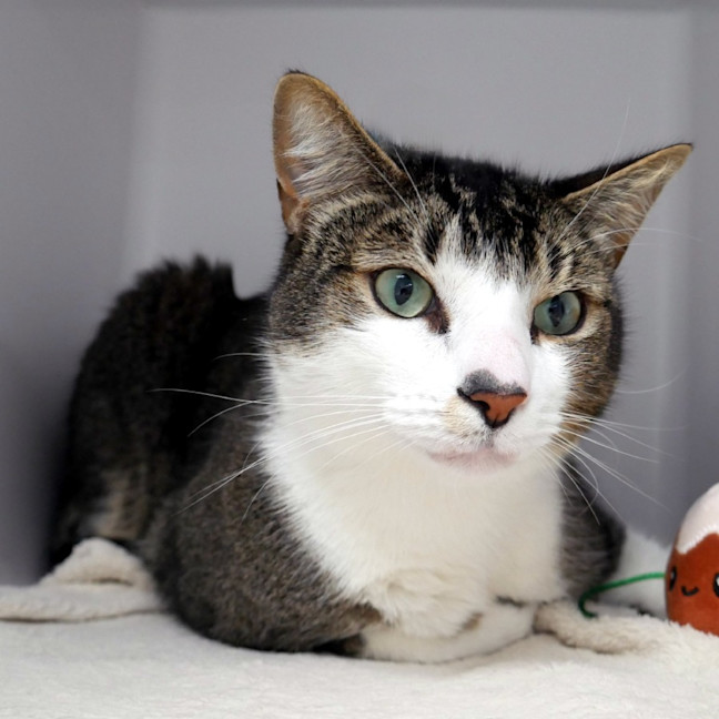 Photo of Reggie Rsta015260