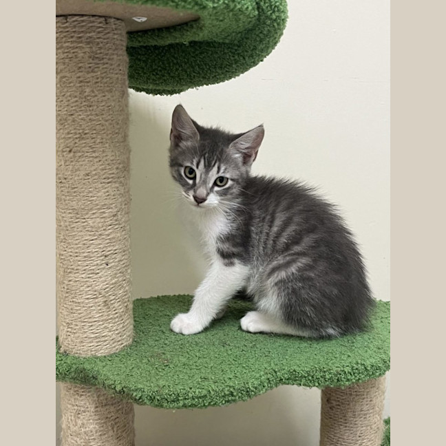 Photo of Tinker