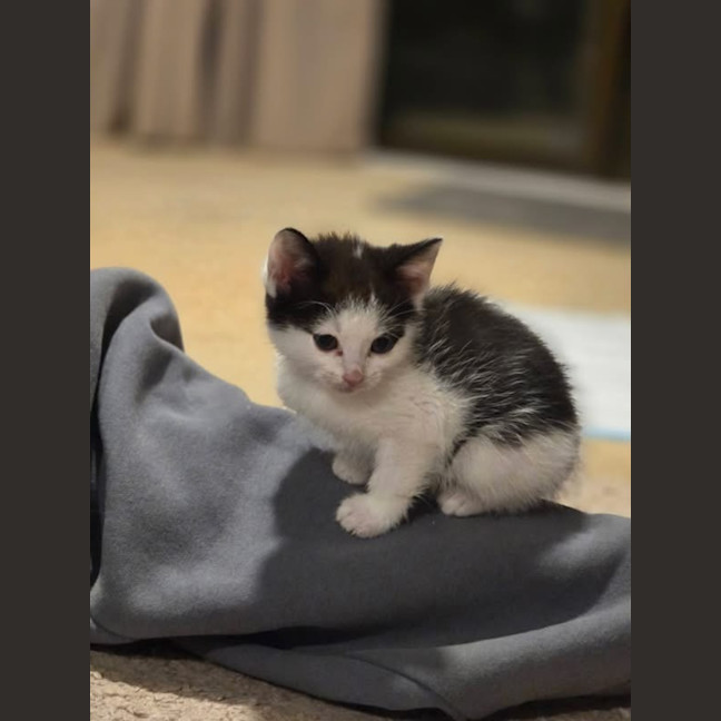Photo of Banjo