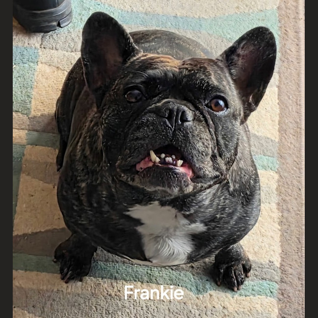 Photo of Frankie
