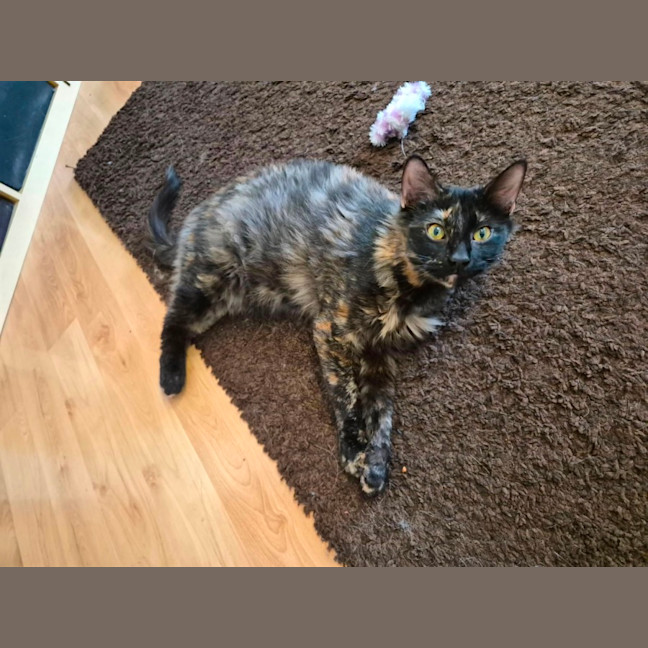 Photo of Brioche