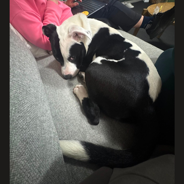 Photo of Tux   6 Month Old Staffy X