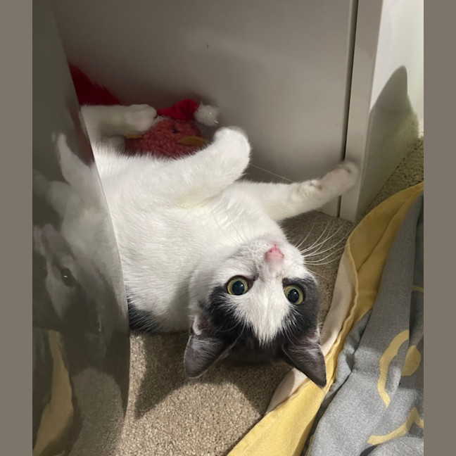 Photo of Dolly