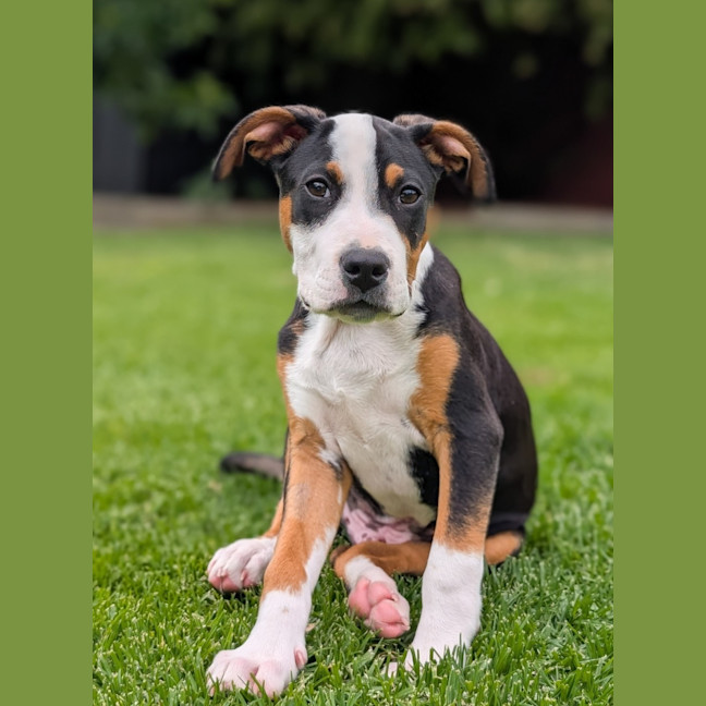 Photo of Romeo Foxtrot 