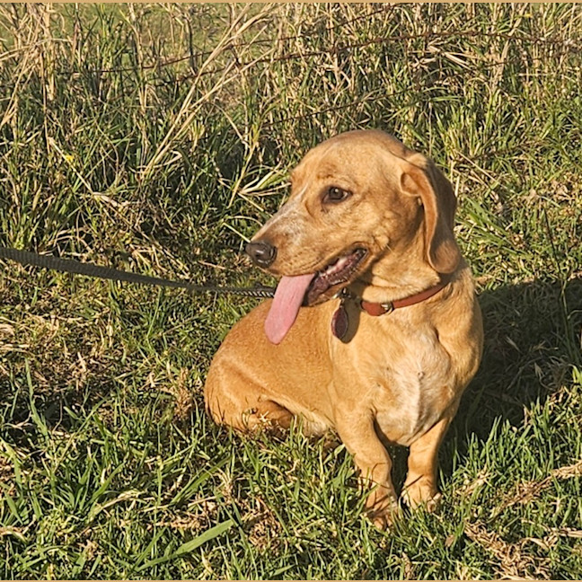 Photo of Rascal 