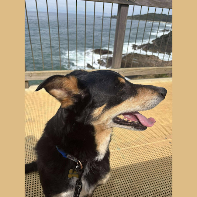 Photo of Buddy