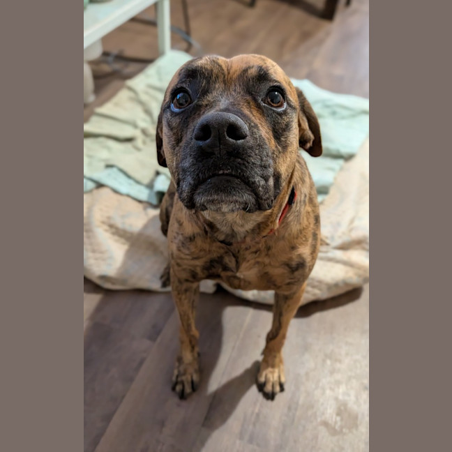 Photo of Rosette (Daisy)