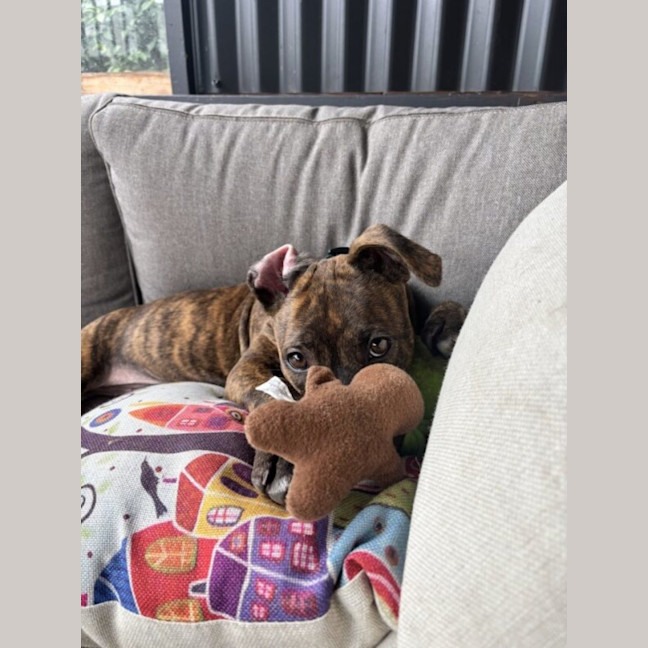 Photo of Foghorn Leghorn