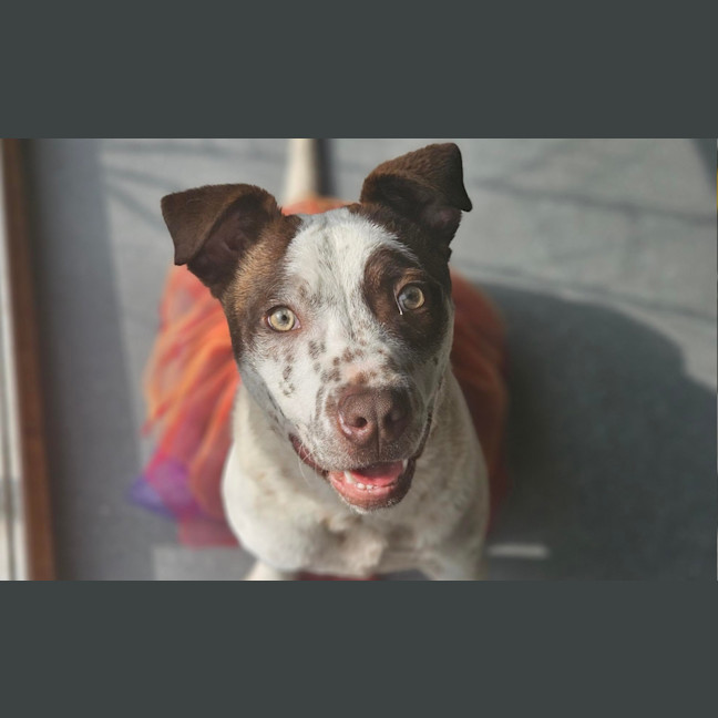 Photo of Humphrey