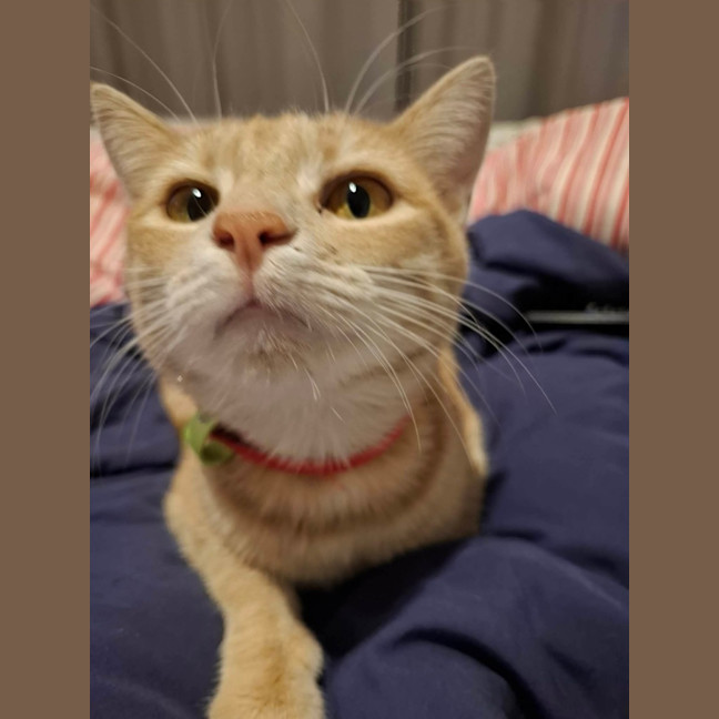 Photo of Chili 🌶️