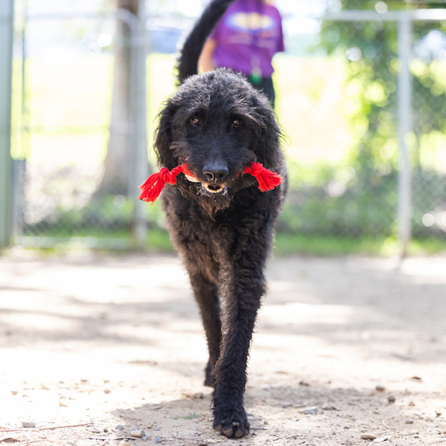 Photo of Louie