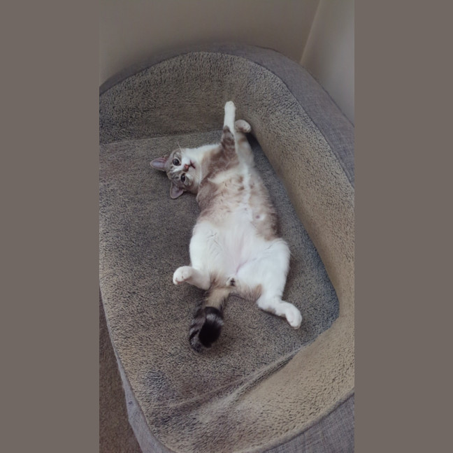Photo of Taco