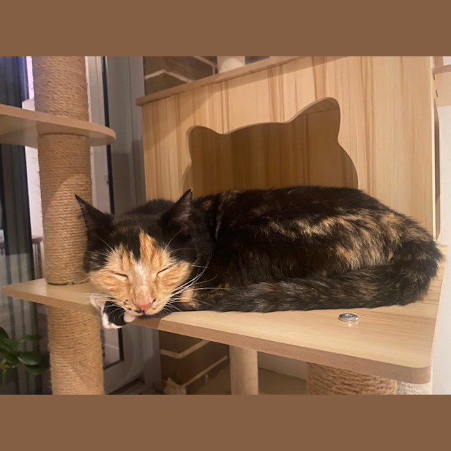 Photo of Honey