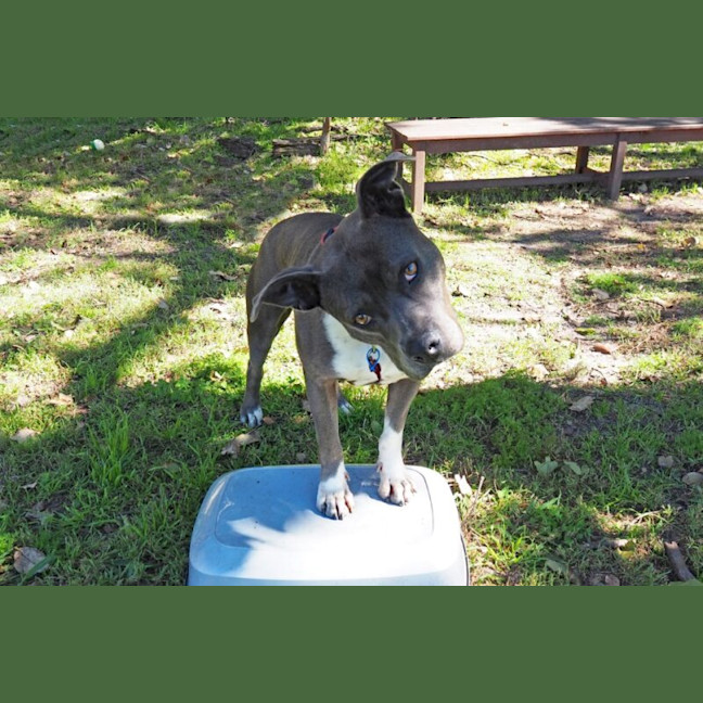 Photo of Bella