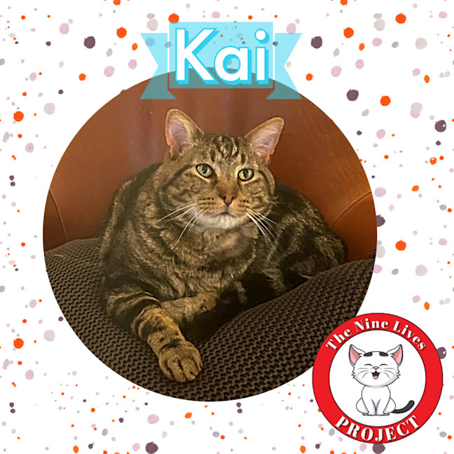 Photo of Kai *9 Lives Project Rescue*