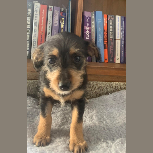 Photo of Daisy