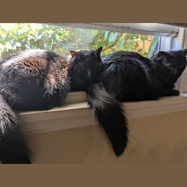 Photo of Marmalade And Shadow Fax